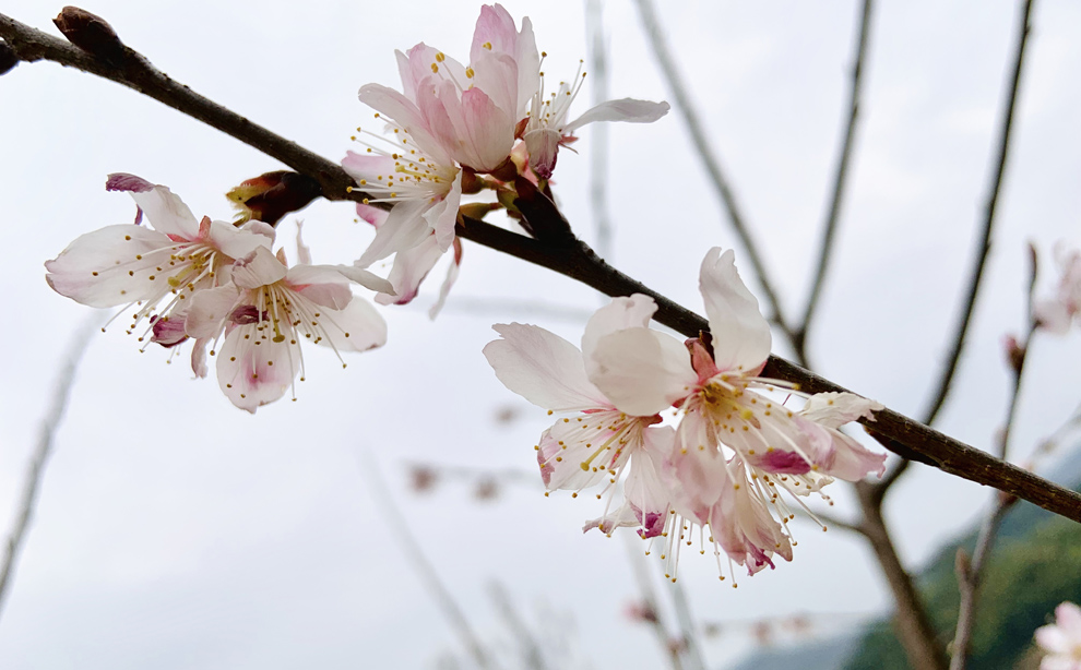 春暖花开去见你吉他谱